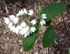 Shrub with white flowers.