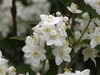 White star-shaped flowers with prominent stamens