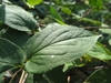Ovate leaf with shallow serrations on margin