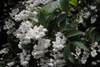 Double white flowers in panicles.