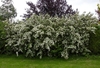 Large shrub with panicles of white flowers.