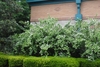 Large shrub with panicles of white flowers.