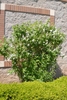 Shrub with white flowers.