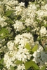 Rounded clusters of white flowers.