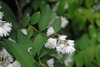 Leafy branches with masses of white flowers in panicles.