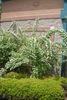 Shrub with clusters of white flowers.