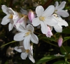 Close-up of white flowers tinged pink on the outside.