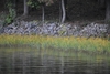 Form - Fall - Warren Co., - NC