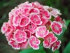 Dianthus barbatus