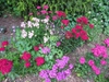 Dianthus barbatus
