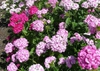 Dianthus barbatus