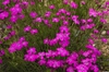 Dianthus chinensis