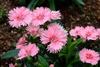 Dianthus chinensis