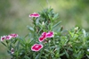 Dianthus chinensis