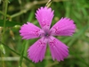 Dianthus deltoides