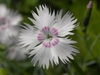 Dianthus plumarius