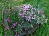 Dianthus plumarius