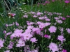 Dianthus plumarius
