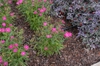 Dianthus barbatus