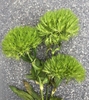Three inflorescences that have dense clusters of green bracts.