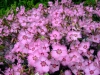 Dianthus caryophyllus plants