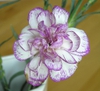 Dianthus caryophyllus flower