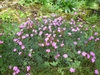 Form