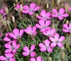 Pink flowers with ragged petal edges and dark eyes