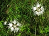 Dianthus plumarius