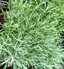 Dianthus plumarius 'Cottage Pink' foliage, Wake County, NC