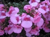 clusters of pink, two-lipped flowers