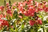 masses of coral pink flowers.
