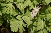 Dicentra cucullaria
