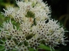 Eupatorium perfoliatum