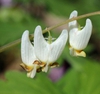 Dicentra cucullaria