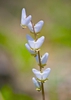 Dicentra cucullaria