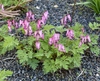 Form