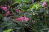 Dicentra spectabilis