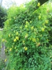 Flower and leaves