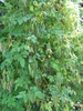 Flower and leaves
