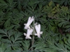 Flower and leaves