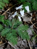 ferny foliage and a spray of white, dangling flowers.