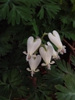 leaves and flowers