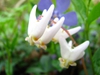 leaves and flowers