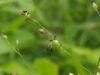 Close up of flower