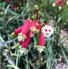 Dichelostemma ida-maia