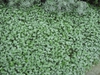 Dichondra argentea 'Silver Falls'  form