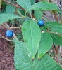 Blue fruits, B.C., Canada
