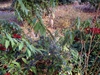 Dichroa febrifuga