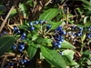 Dichroa febrifuga
